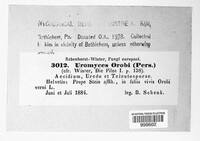 Uromyces viciae-fabae image